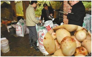 Phát hiện bí mật về khoai môn Trung Quốc "chỉ để bán, không dám ăn"