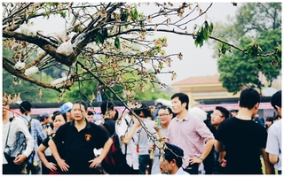 Lễ hội hoa anh đào tại Hà Nội: Cây anh đào héo rũ khiến nhiều người chưng hửng đi về!
