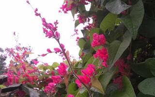 Cuộc đời con hạnh phúc vì có mẹ