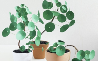 Làm chậu cây xanh không bao giờ tàn trang trí nhà đẹp lạ 