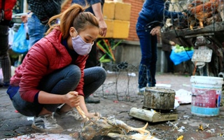 Tiểu thương bán gà “méo mặt” vì đã "rẻ còn ế"