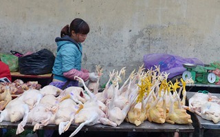Choáng với gà phá giá 25.000 đồng/kg ở chợ Dịch Vọng
