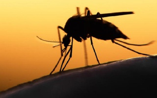  Zika tấn công 17 quận, huyện, 65 người nhiễm bệnh tại TP.HCM