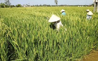 Người Trung Quốc thuê đất miền Tây trồng lúa "lạ"