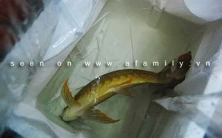 Tôm cá được "gây mê" trước khi vào đến các chợ?