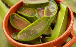 Thảo dược chữa bỏng cho con
