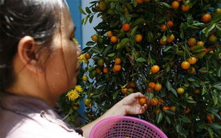 Rất nhiều hóa chất trong quả quất cảnh