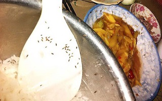 Mất Tết vì bị “côn trùng lạ” tấn công