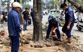 Vụ chặt cây xanh: Kiểm điểm lãnh đạo sở, đình chỉ hàng loạt cán bộ