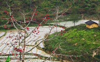 Hà Giang tháng Ba mùa hoa gạo đỏ