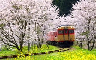 Vẻ đẹp ngất ngây của Kyoto và Tokyo - 2 thành phố tuyệt vời nhất thế giới