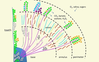 Phát hoảng với những sinh vật sống trong răng miệng