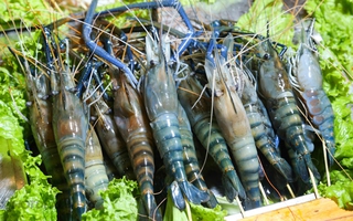 Tôm càng - Món ăn ngon, vị thuốc quý