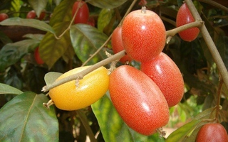 Những điều cần tránh khi ăn quả nhót bạn nên biết