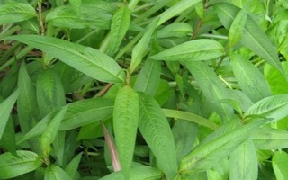 Những nguy hiểm bạn cần biết khi ăn rau răm sai cách