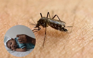 Đột phá: Khám phá ra cách thức làm tê liệt hệ miễn dịch của virus Zika