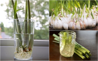 Cách trồng 5 loại cây gia vị hay dùng mà chẳng cần đến hạt giống 