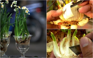Cách gọt thủy tiên cực chuẩn cho hoa nở đúng 30 Tết 