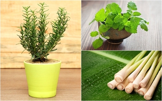 12 loại cây, hoa dễ trồng trong nhà có tác dụng đuổi muỗi, phòng Zika