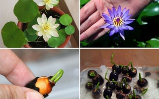 Cách trồng hoa sen mini Nhật đủ sắc màu cho nhà thơm ngát, rực rỡ ngày hè