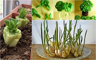 8 loại rau củ có khả năng "tái sinh" giúp gia đình có rau ăn quanh năm suốt tháng