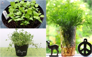8 loại rau gia vị cực dễ trồng ngay trong căn bếp gia đình