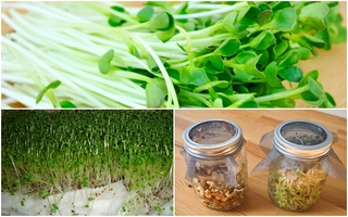 Hướng dẫn 2 cách trồng rau mầm không cần đất siêu nhanh cho các bà nội trợ