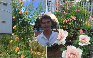 Anh chồng 8x chăm sóc khu vườn rộng hơn 1000m² với 300 loại hoa hồng để tặng vợ ở Bình Phước