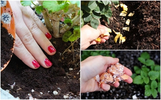 7 loại thực phẩm khi bỏ đi có thể tái sử dụng làm phân bón hữu cơ cực tốt cho cây trồng