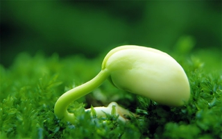Oằn mình nhưng không gục ngã
