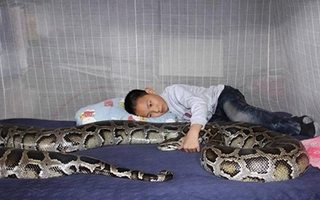 Kinh hãi trăn khổng lồ "trông" trẻ em
