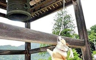 Chú chó thông minh 5 năm kéo chuông chùa