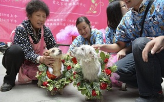 Đám cưới linh đình của... hai chú chó