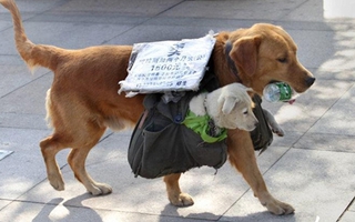 Chó mẹ địu con ra phố... bán