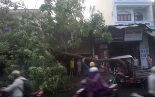 TP HCM: Mưa lốc bất thường, cây xanh đổ, nhà tốc mái