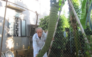Buồng chuối có... 150 nải