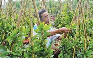 Ăn ngủ cùng mai Tết