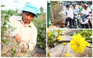 Sài Gòn: Mai Tết bắt đầu nhộn nhịp mua bán, hoa đẹp, giá bình dân