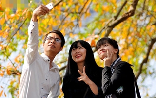 Hà Nội: Cây lộc vừng ra lá vàng rực cả một góc Hồ Gươm