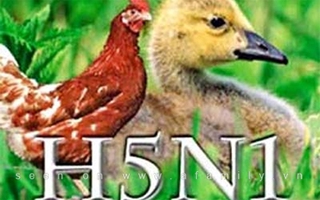 Dịch cúm gia cầm đã "hoành hành" trên 10 tỉnh