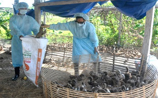 Xuất hiện virus cúm gia cầm có thể gây chết người