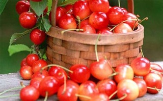 7 lợi ích bất ngờ của quả anh đào
