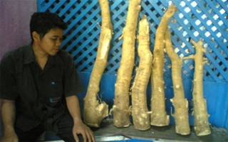Thực hư thần dược chữa ung thư Xáo tam phân
