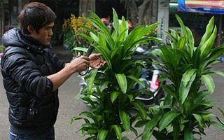 Những loài cây hấp thu khí độc, nên trồng trong nhà
