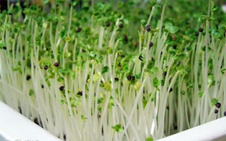 Mỗi loại rau mầm một công dụng