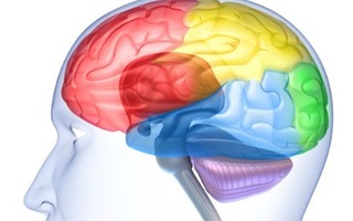 Những điều lạ nhưng có thật về não bộ