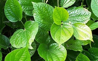 Công dụng chữa bệnh kỳ diệu của lá lốt