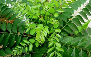 Bài thuốc từ lá cà ri