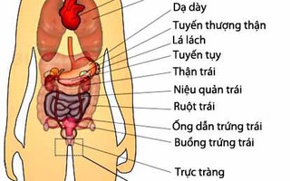 Chức năng của các cơ quan bên trái cơ thể - P2