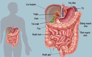 Vài điều quan trọng bạn phải biết về hệ đường ruột của mình